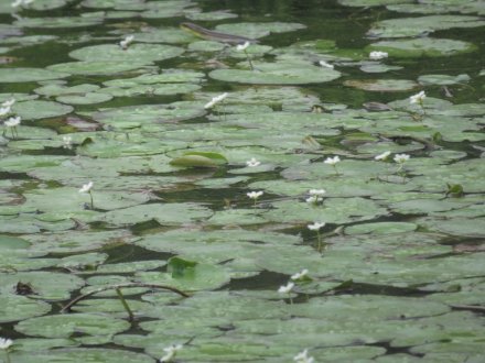 ガガブタ、ヒシと、見頃の花々（６月２２日）