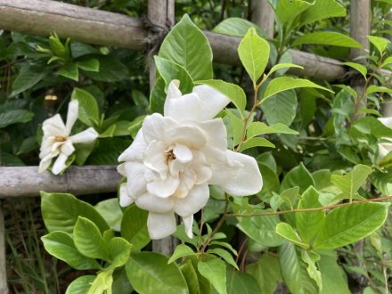 ガガブタ、ヒシと、見頃の花々(2023.6.22)