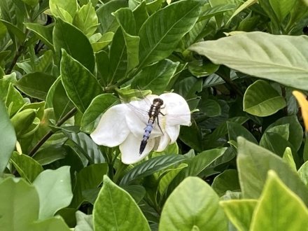 ガガブタ、ヒシと、見頃の花々（2023.6.22）