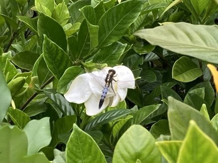 ガガブタ、ヒシと、見頃の花々（６月２２日）