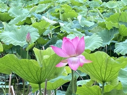 ガガブタ、ヒシと、見頃の花々(2023.6.22)