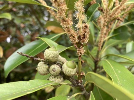 ガガブタ、ヒシと、見頃の花々（６月２２日）