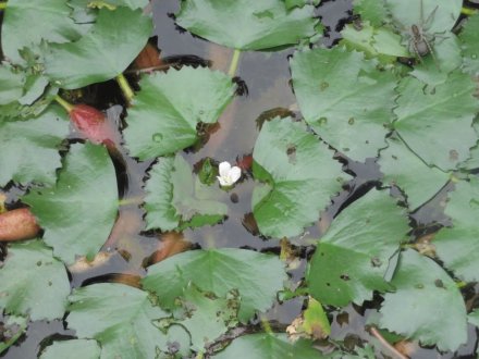 ガガブタ、ヒシと、見頃の花々（６月２２日）