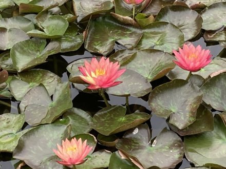 ガガブタ、ヒシと、見頃の花々（2023.6.22）