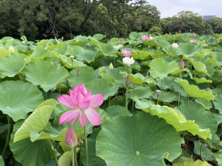 ハスの様子（６月２６日）