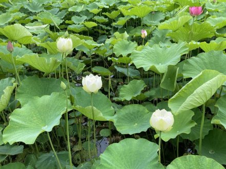 ハスの様子（６月２６日）