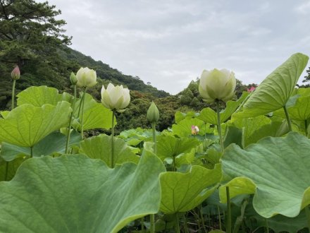 ハスの様子(2023.6.26)