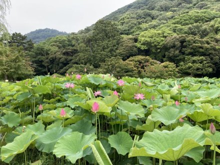 ハスの様子（６月２６日）