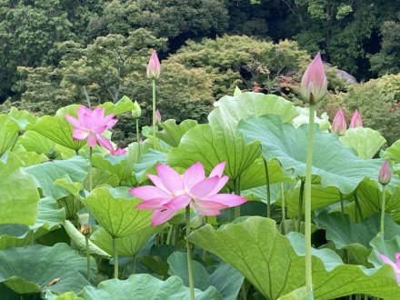 ハスの様子（６月２６日）