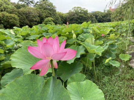 ハスの様子（６月２６日）