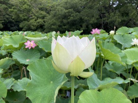 ハスの様子（６月２６日）