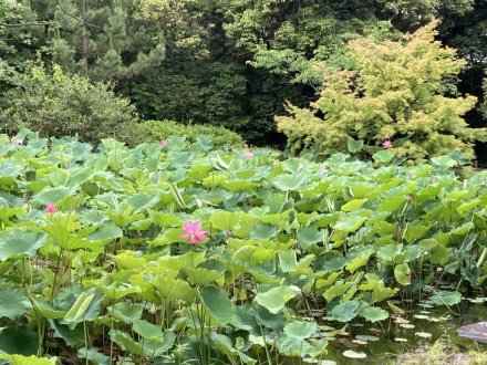 ハスの様子（６月２６日）