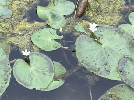 ハスの様子(2023.6.26)