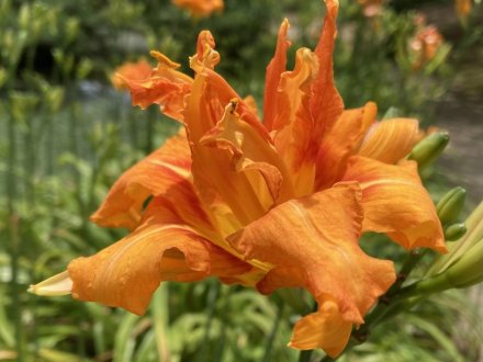 ヤブカンゾウと、見頃の花々(2023.6.29)