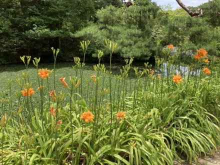 ヤブカンゾウと、見頃の花々（６月２９日）