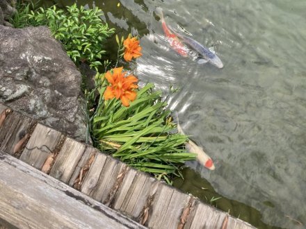 ヤブカンゾウと、見頃の花々(2023.6.29)