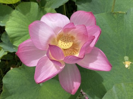 ヤブカンゾウと、見頃の花々(2023.6.29)