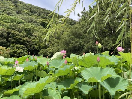 ヤブカンゾウと、見頃の花々（６月２９日）