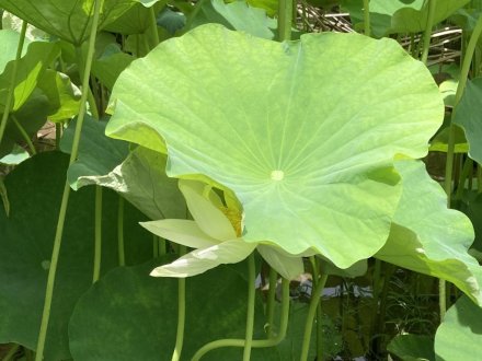 ヤブカンゾウと、見頃の花々（６月２９日）