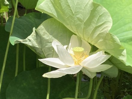 ヤブカンゾウと、見頃の花々（６月２９日）