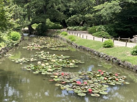 ヤブカンゾウと、見頃の花々（６月２９日）