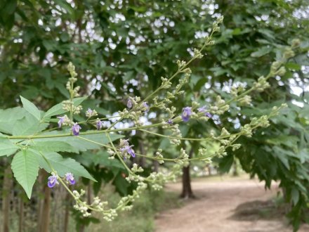 ヤブカンゾウと、見頃の花々（６月２９日）