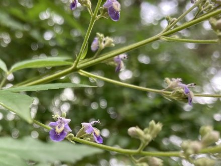 ヤブカンゾウと、見頃の花々（６月２９日）