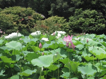 栗の実と、見頃の花々（７月２日）