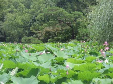 栗の実と、見頃の花々（７月２日）