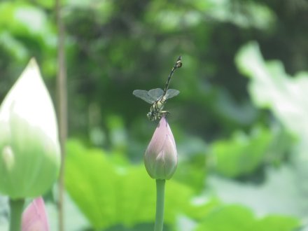 栗の実と、見頃の花々（７月２日）