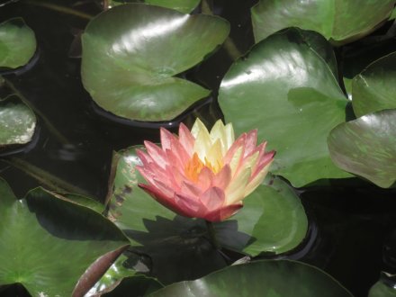 栗の実と、見頃の花々（2023.7.2）