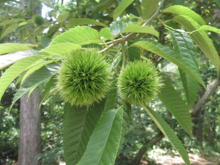 栗の実と、見頃の花々（７月２日）