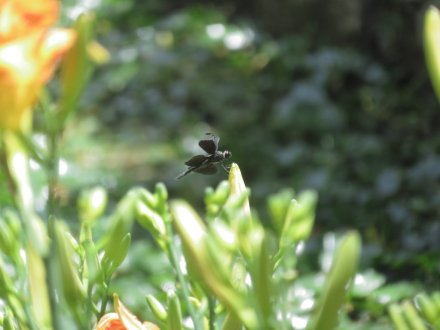 栗の実と、見頃の花々（７月２日）