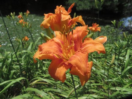 栗の実と、見頃の花々（2023.7.2）