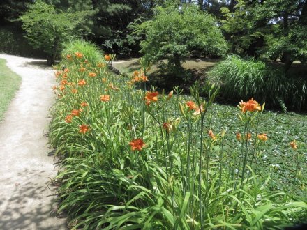 栗の実と、見頃の花々（７月２日）