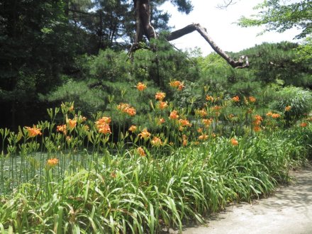 栗の実と、見頃の花々（７月２日）