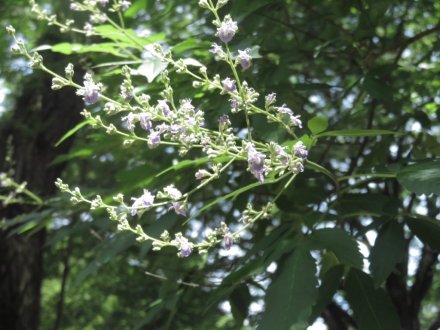 栗の実と、見頃の花々（2023.7.2）
