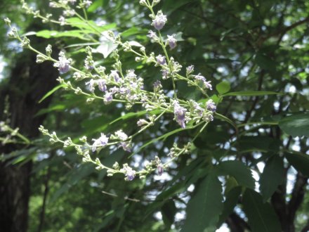 栗の実と、見頃の花々（７月２日）