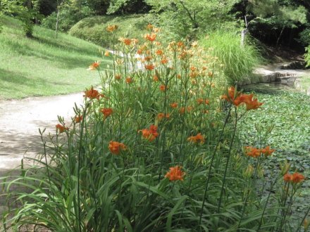 見頃の花々（７月６日）