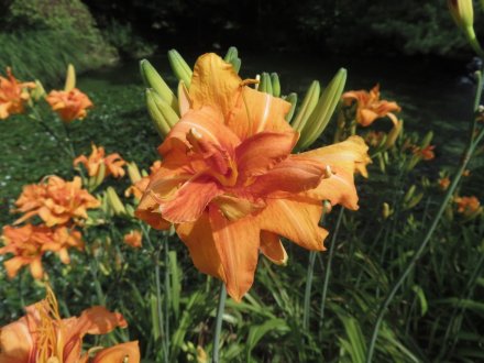 見頃の花々（７月６日）