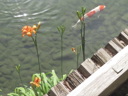 見頃の花々（７月６日）