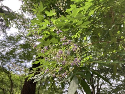 見頃の花々（７月６日）