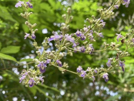 見頃の花々（７月６日）