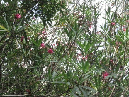 見頃の花々（７月６日）