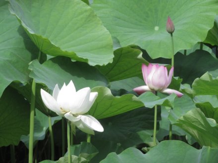 見頃の花々（７月６日）