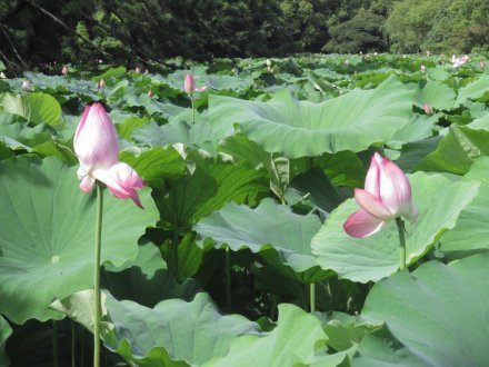 見頃の花々（７月６日）