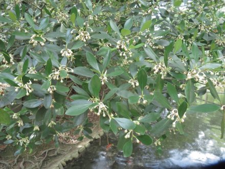 見頃の花々（７月６日）