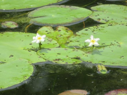 群鴨池（ぐんおうち）のガガブタ見頃、見頃の花々（７月１０日）