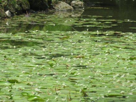 群鴨池（ぐんおうち）のガガブタ見頃、見頃の花々（７月１０日）