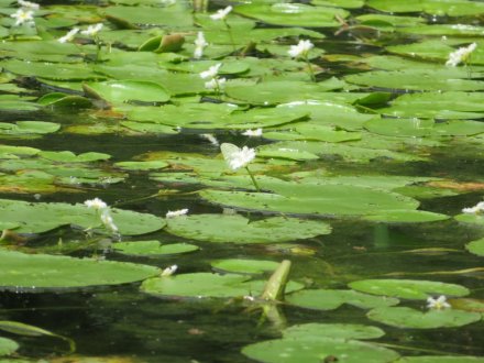 群鴨池（ぐんおうち）のガガブタ見頃、見頃の花々（７月１０日）